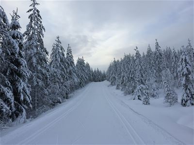 Två spår för klassisk skidåkning en kall vinterdag.