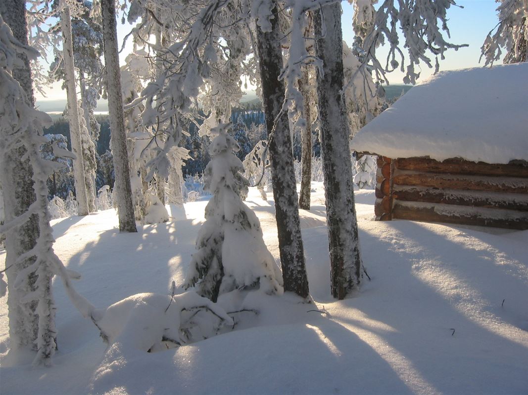 Trees coverred with snow and a small timber building.