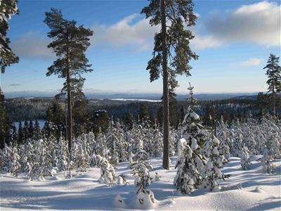 Vy en solig vinterdag, snötäckta träd och blånande berg i bakgrunden.
