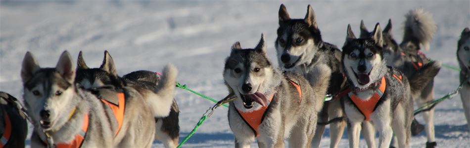 Dogs pulling the sled.