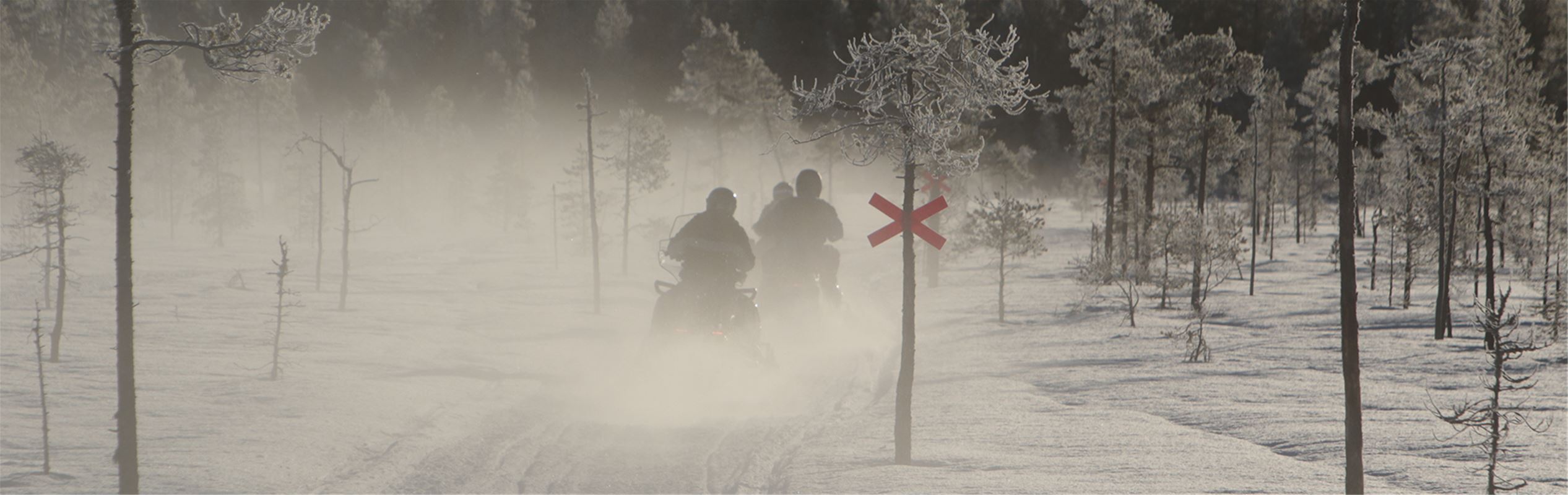 Snowmobiles running through the forest.