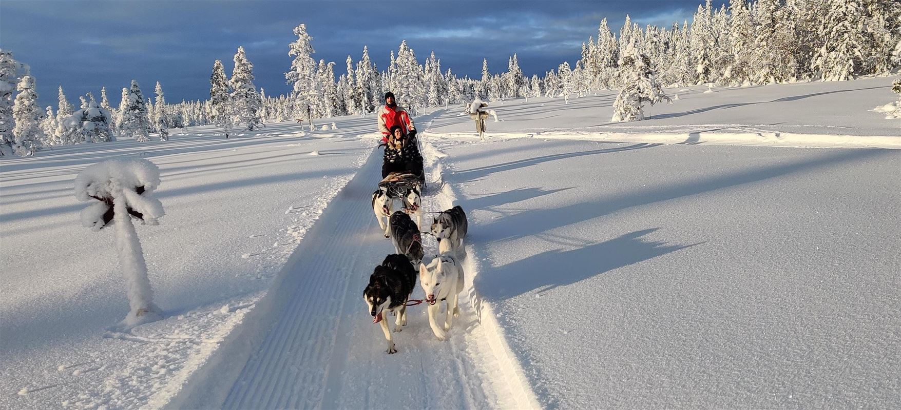 Dog sledding adventure in Dalarna | Visit Dalarna