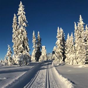 Ski trails with large snow-heavy spruces on the sides and blue sky.