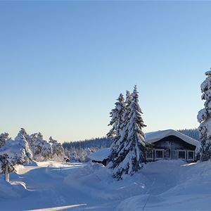Cottage and surroundings with lots of snow and snow-filled spruces and blue sky. 