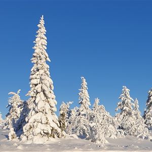 Snowfilled spruces and blue sky. 