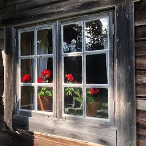 Närbild på en fönster med röda pelargoner.