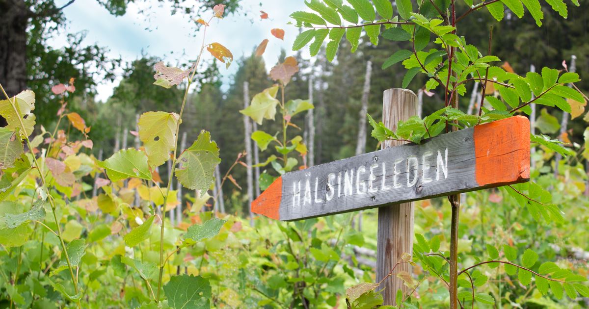 Hälsingeleden