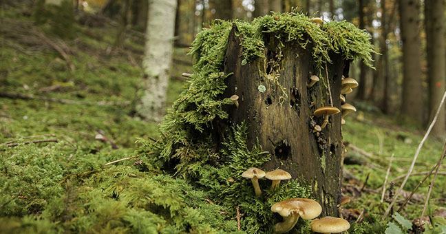 Hästhagsbergets naturreservat