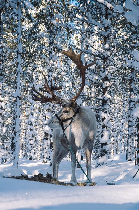 A reindeer in a winter landscape