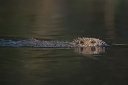 En bäver som simmar i vattenbrynet.