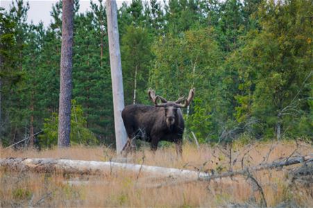 A large moose on a meadow.