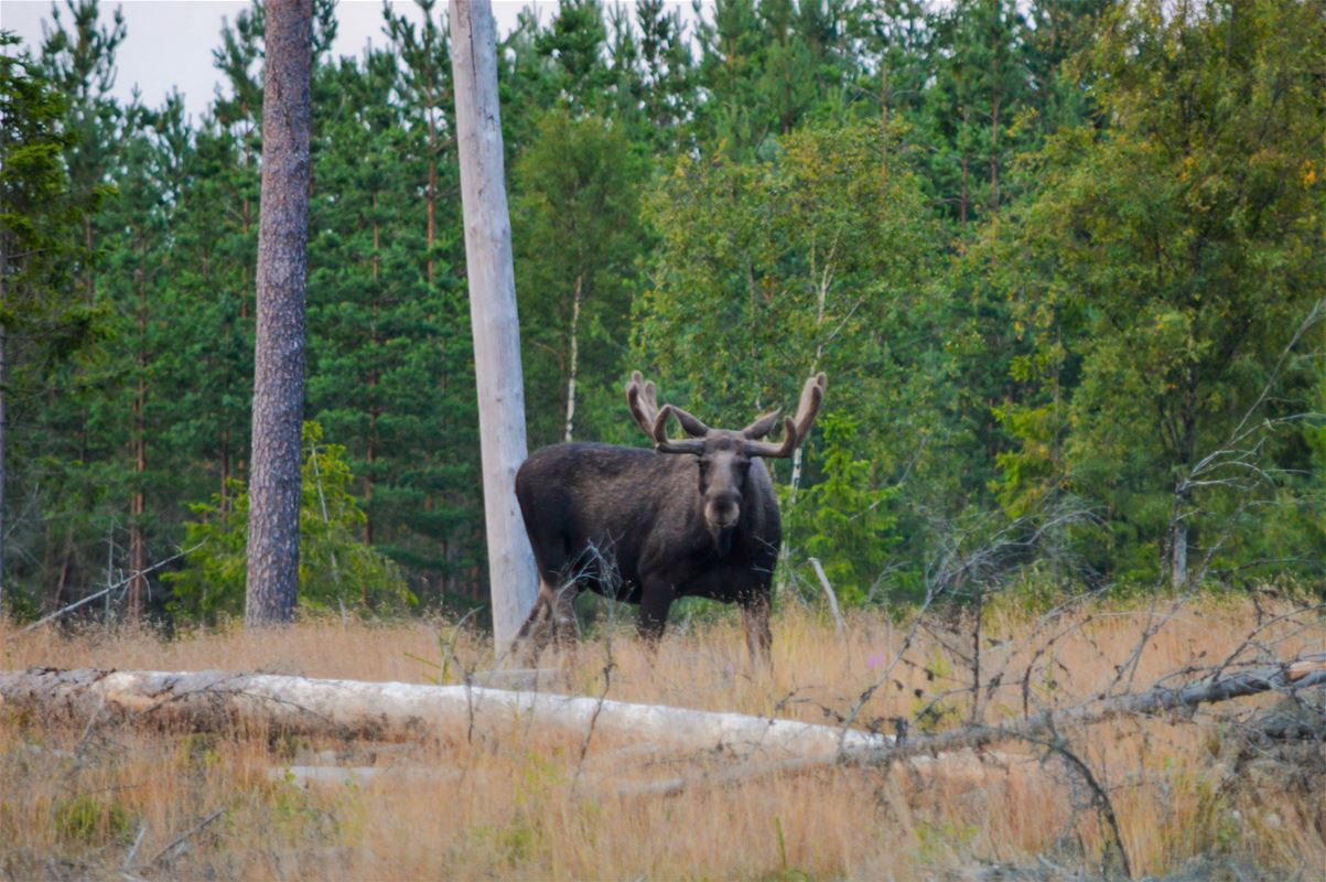 A large moose on a meadow.