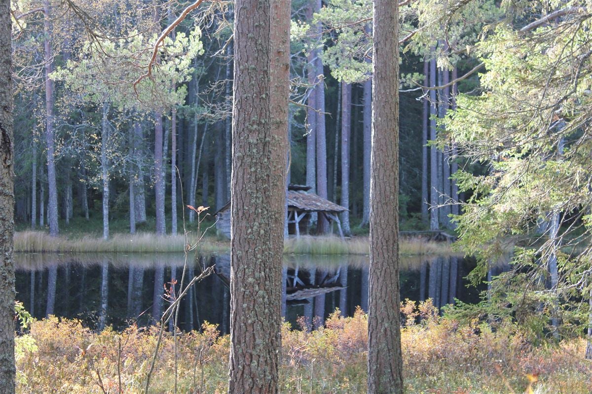 Utsikt mellan trädstammar ner över sjö och röd stuga.