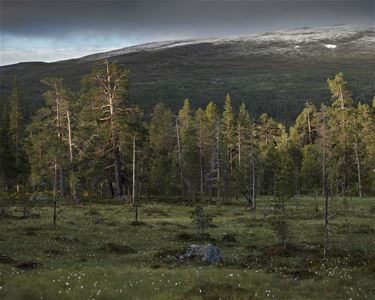 Orörd natur med fjällandskap i Töfsingdalens Nationalpark.
