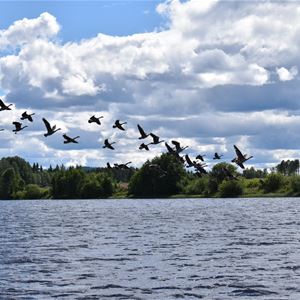 Fåglar som flyger ovanför sjön.