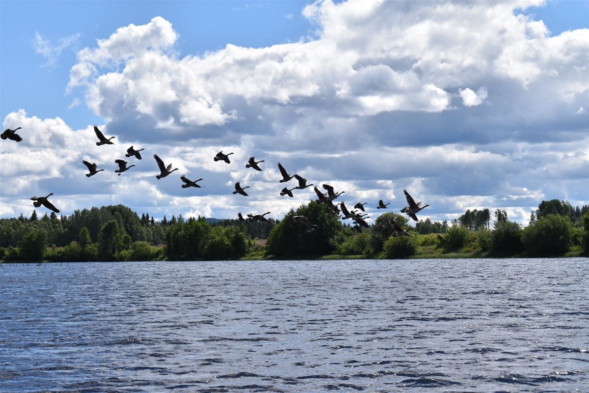 Birds flyiing over the river.