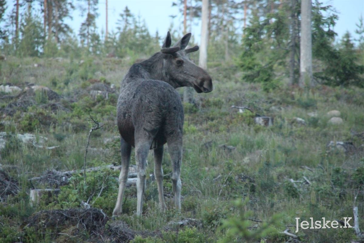 A moose calf in the forest.