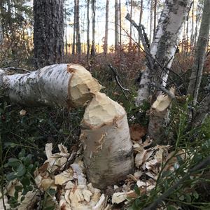 En avbiten björk i skogen.