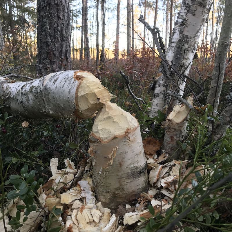 A tree that the beaver ate from.