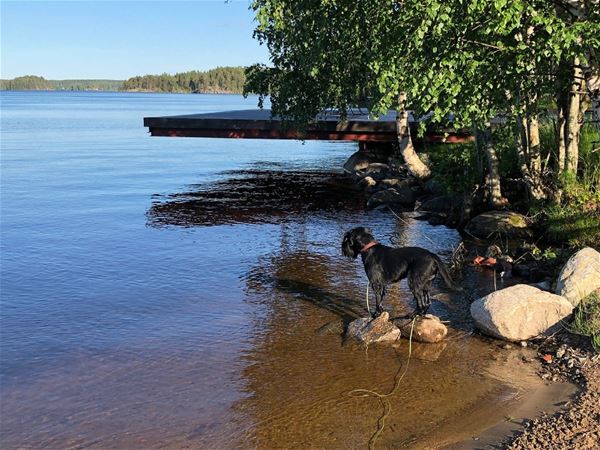 Gabriel Brånby,  &copy; Gabriel Brånby, Strand vid sjö och en hund som står i vattenbrynet 