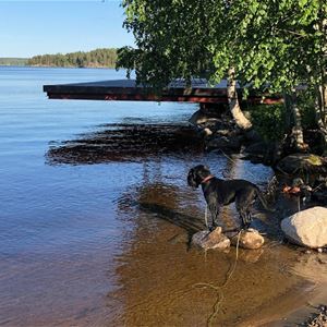 Gabriel Brånby,  © Gabriel Brånby, Strand vid sjö och en hund som står i vattenbrynet