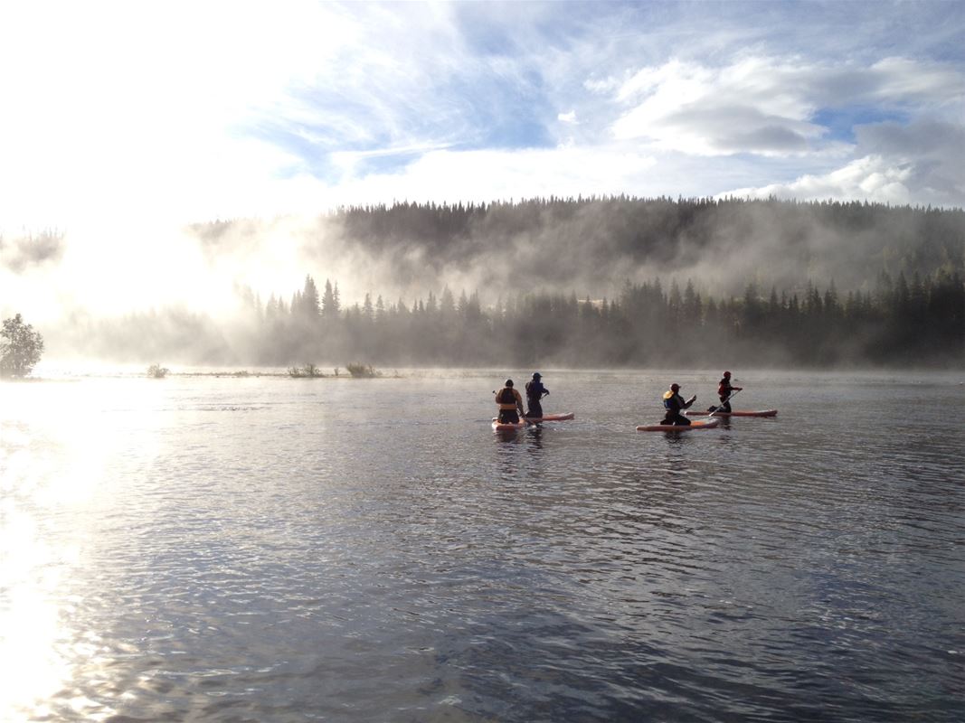 Several people paddle SUP on the river.