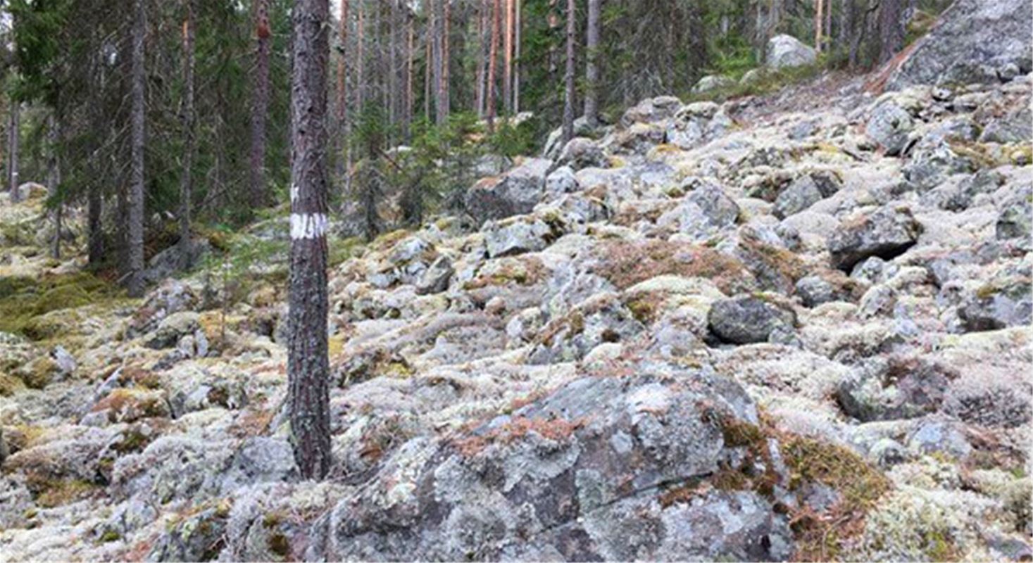 Naturbild med vitmossa och stenar, trädstam med vit markering.