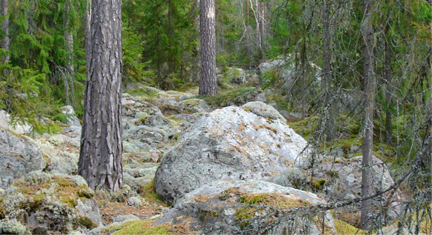 A big boulder in the forest