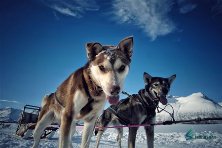 huskies