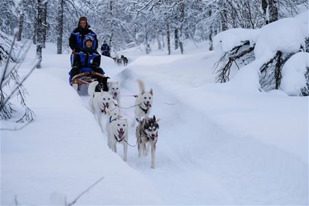 dog sledding