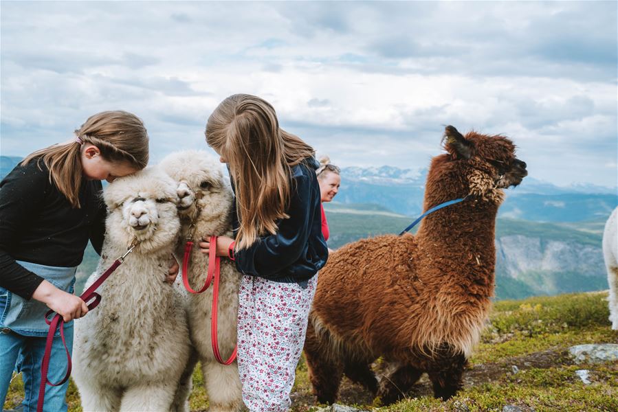 Alpaca hiking in spectacular surroundings Nasjonalparkriket