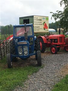 En blå och en röd traktor på en grusgång, i bakgrunden en container med texten tillmans ekologiska jordgubbar.