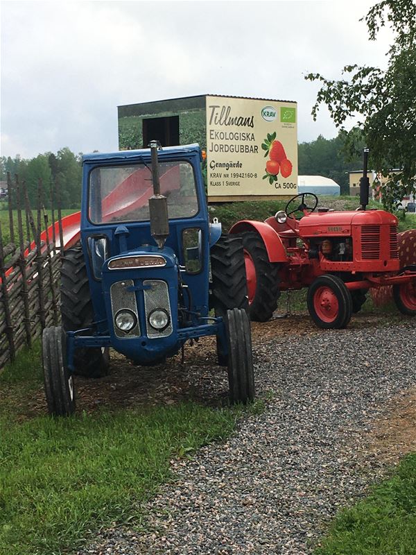 En blå och en röd traktor på en grusgång, i bakgrunden en container med texten tillmans ekologiska jordgubbar.
