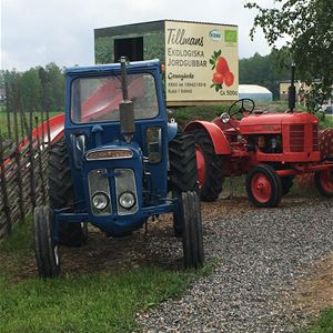 En blå och en röd traktor på en grusgång, i bakgrunden en container med texten tillmans ekologiska jordgubbar.
