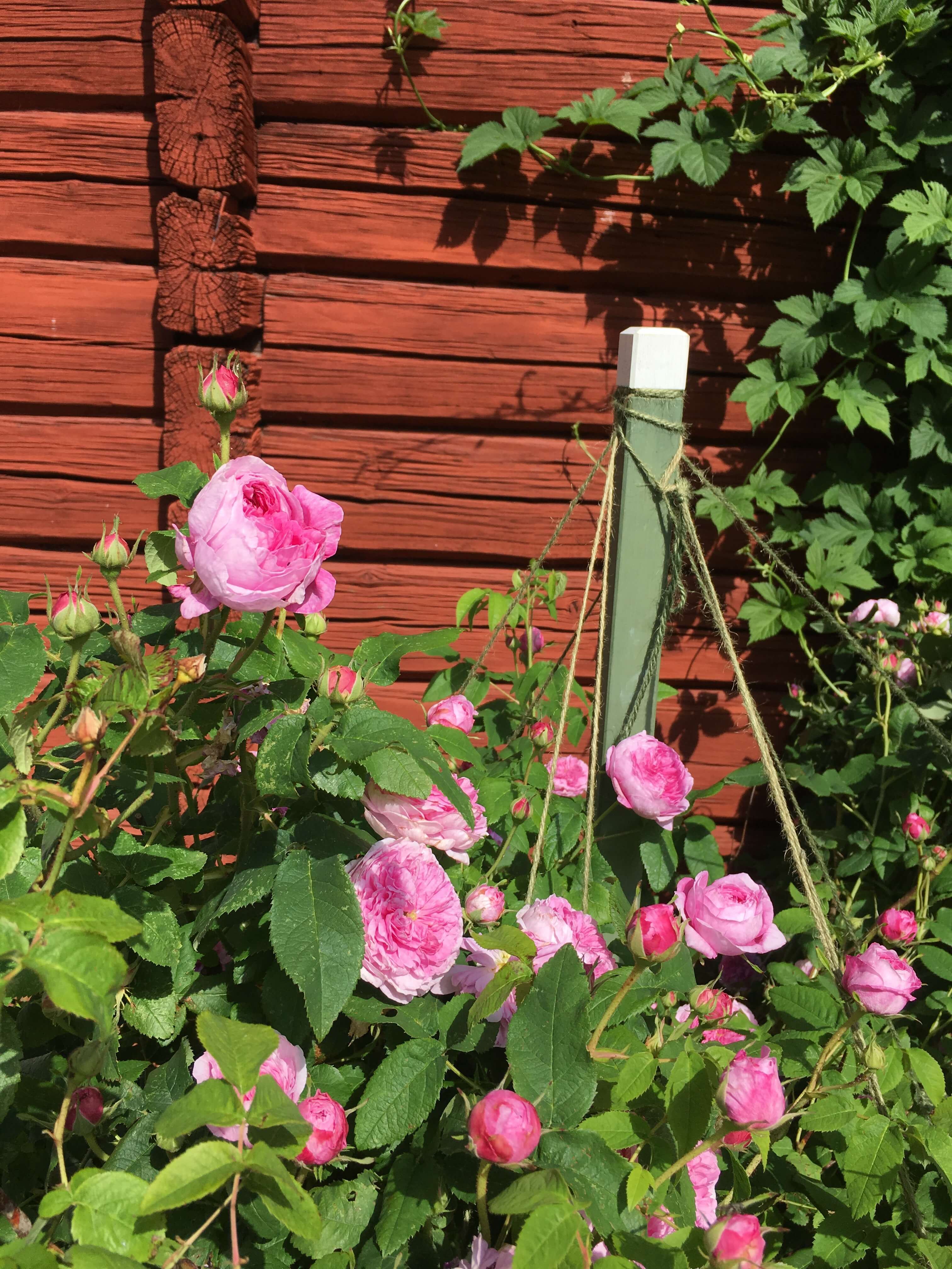 Trädgårdskafé på Hälsingegården Erik-Anders