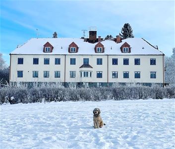 Vita huvudbyggnaden en vinterdag med en hund framför.