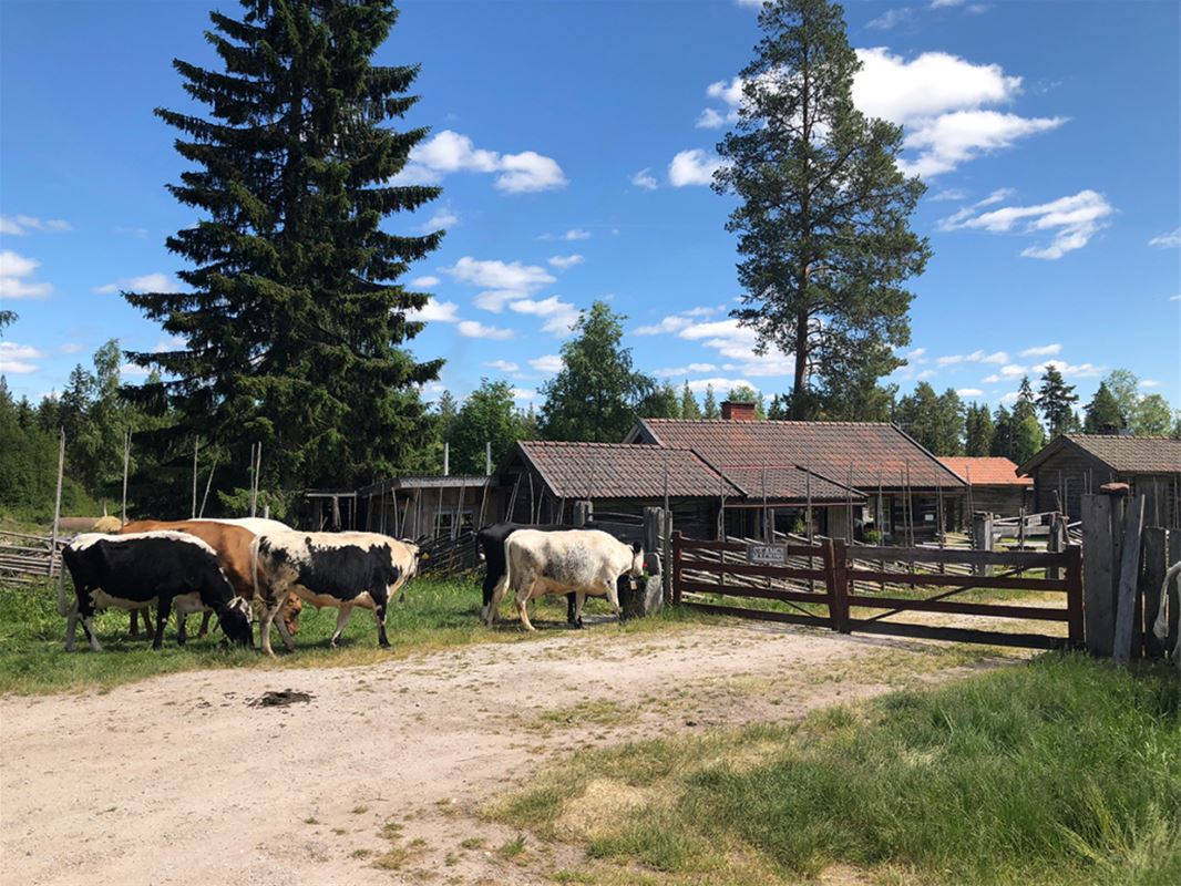 Flera kor på rad i fäboden som går och betar gräs. 