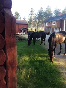 Tre hästar som går på gården och betar gräs. 