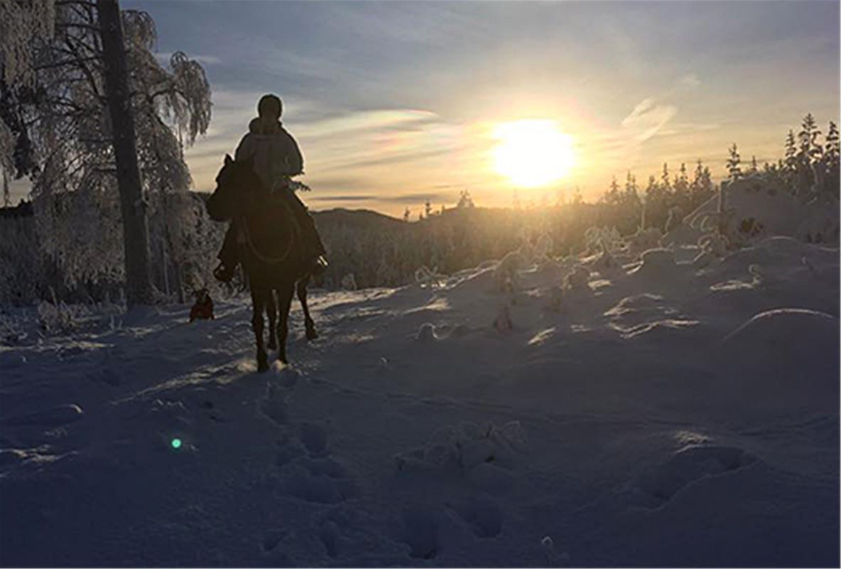 Häst med ryttare i snö vid solnedgång.. 