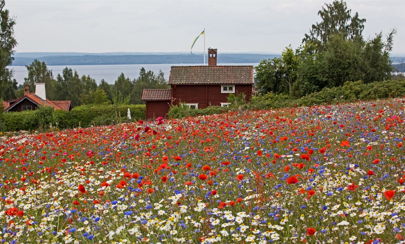 Flowering meadow with a red cottage and Lake Siljan in the background.