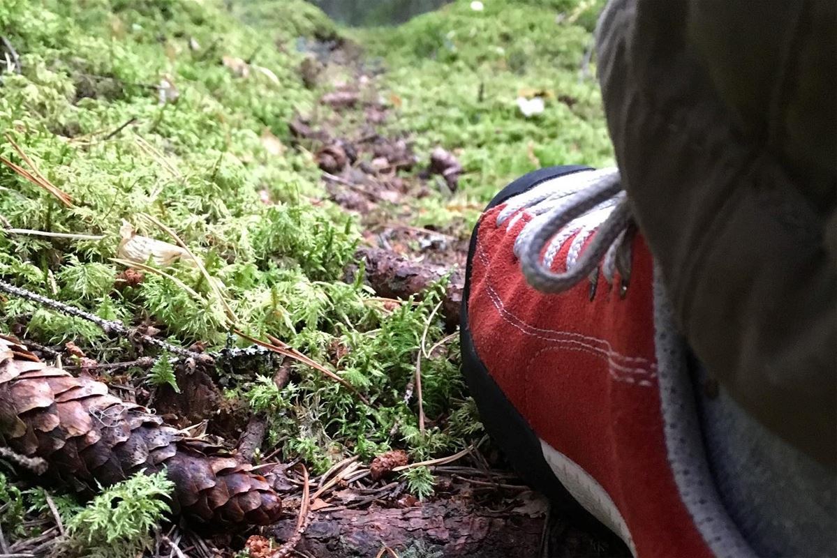 En vandringskänga i på en skogsstig med en kotte bredvid.