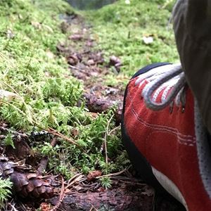 Walking shoe on a path in the forest.