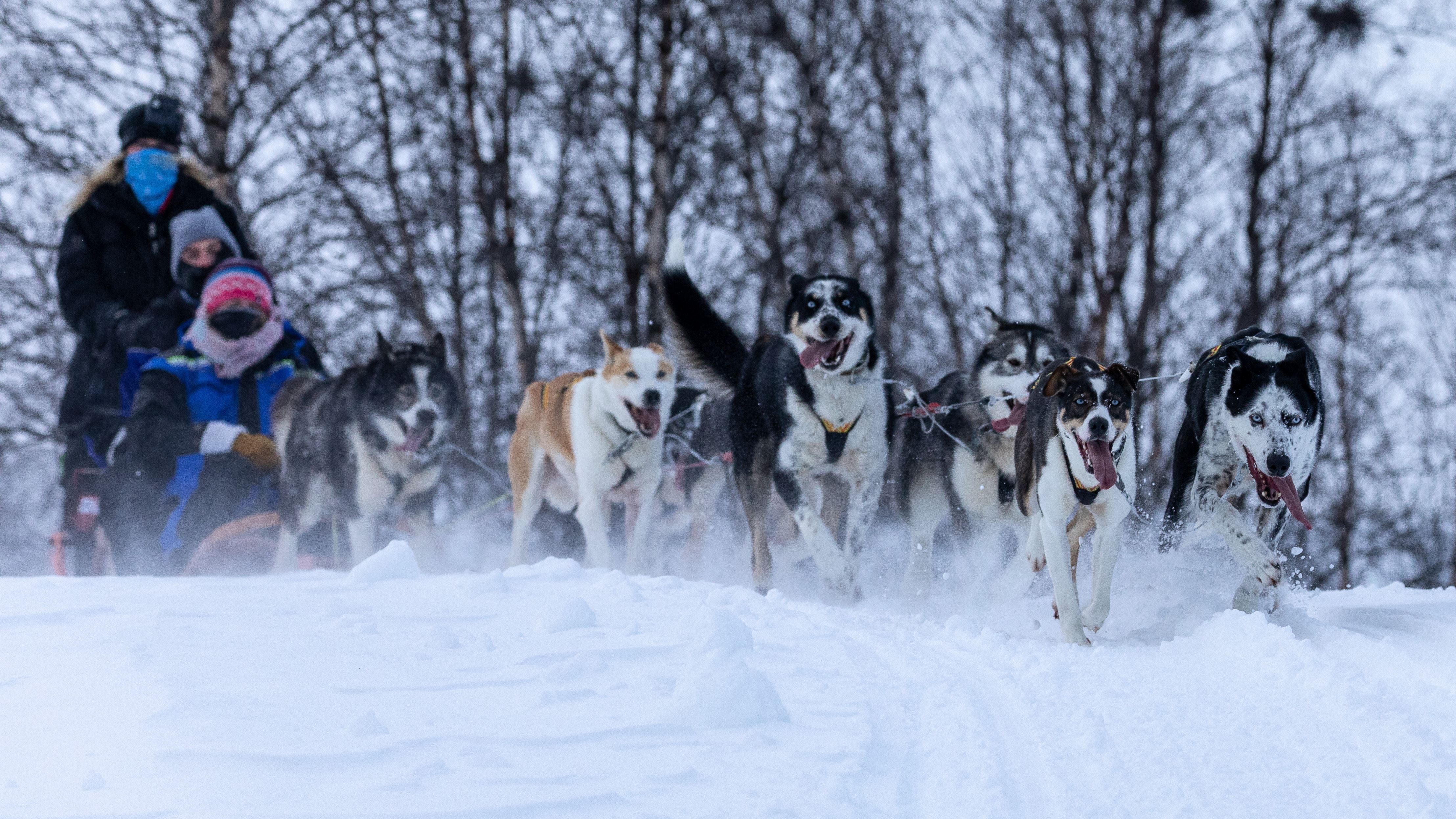 Husky Safari - Winter 13:00, Winter, Husky, Kirkenes