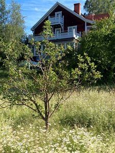 Ett träd framför Sätergårdens Pensionat. 
