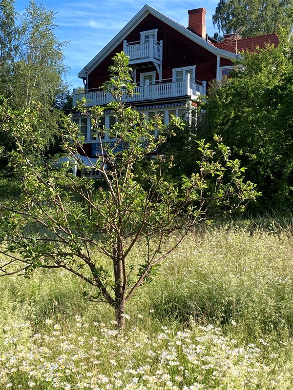 Ett träd framför Sätergårdens Pensionat. 