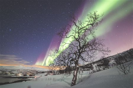 tree with northern lights and sunset background