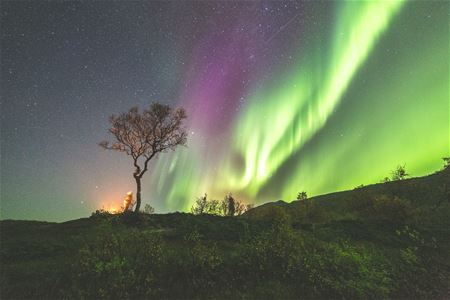 tree and northern lights 