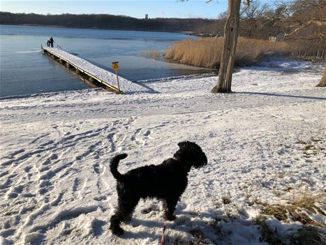 Hund på badplats under vintern