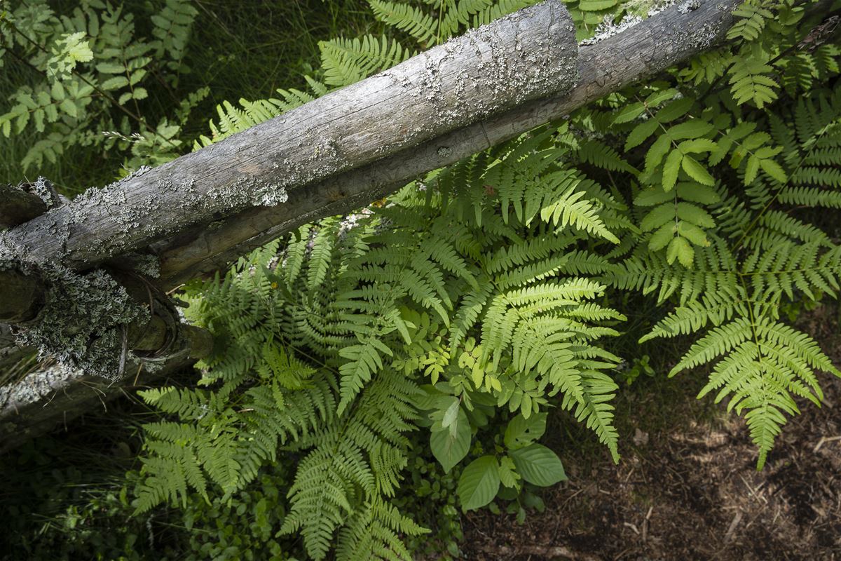 Foliage.