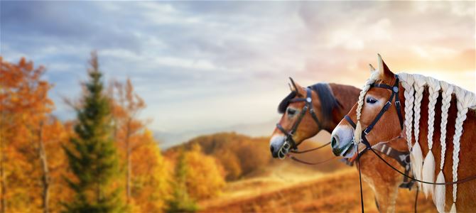 Utomhusbild, utsikt över naturlandskap och två hästar till höger i bilden.